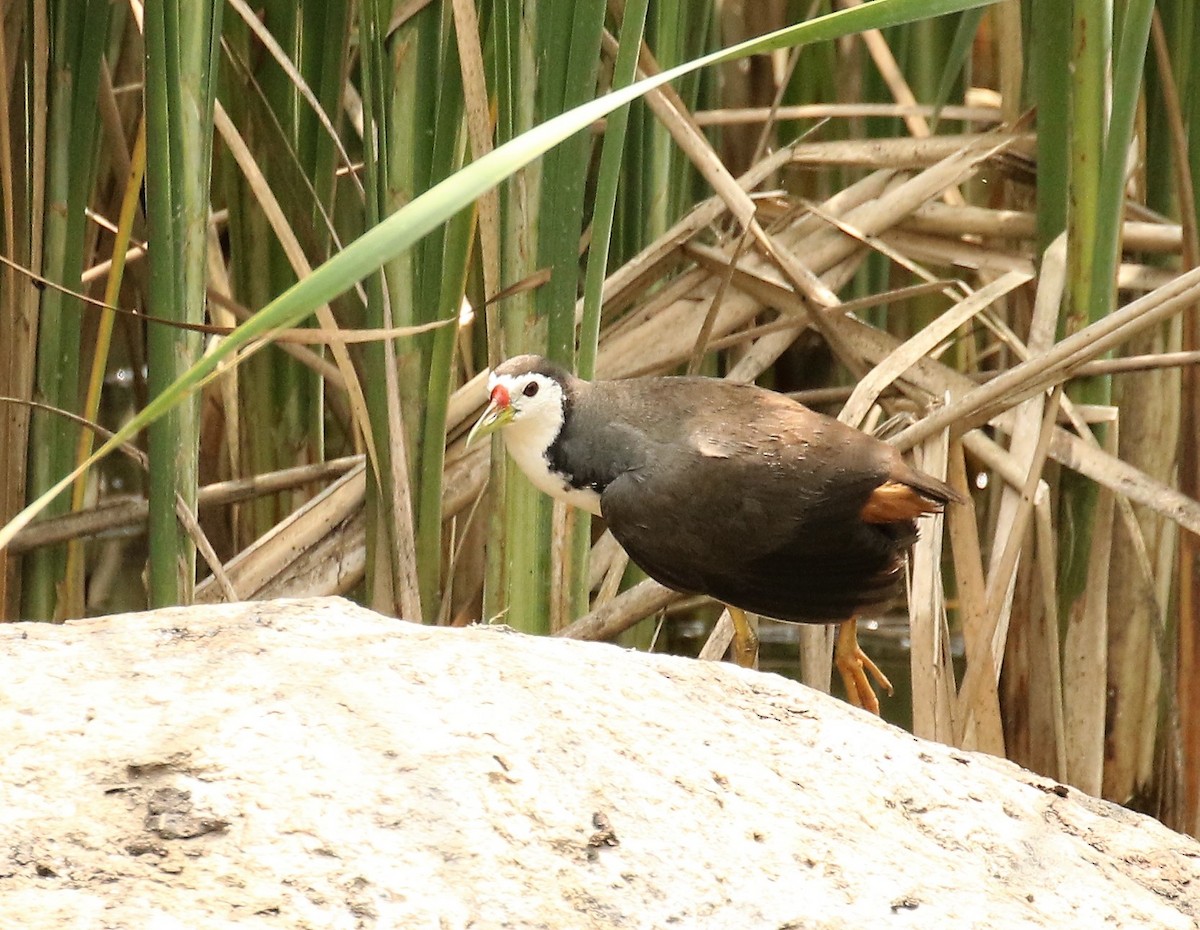 White-breasted Waterhen - Todd Hull