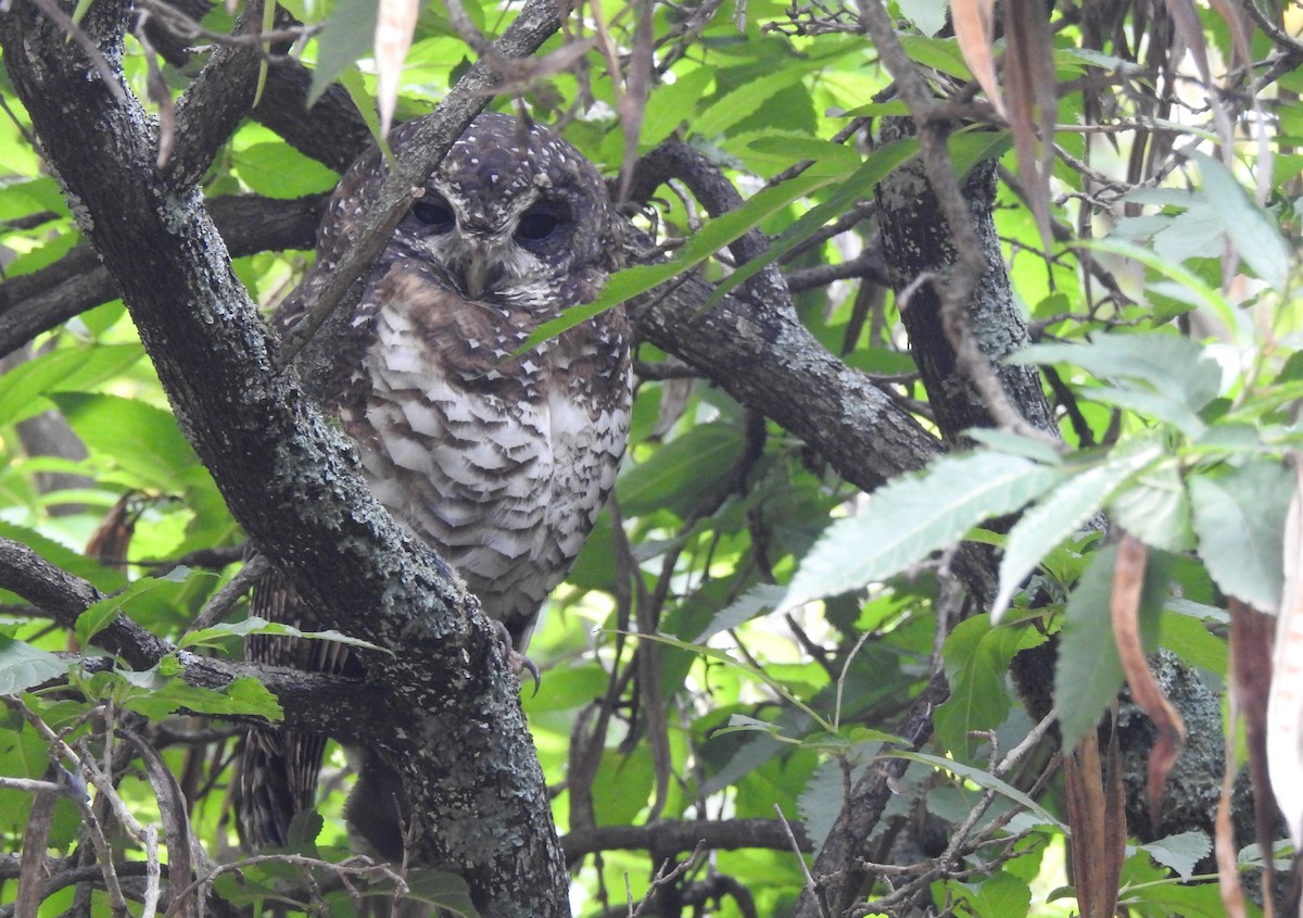 African Wood-Owl - ML168000891