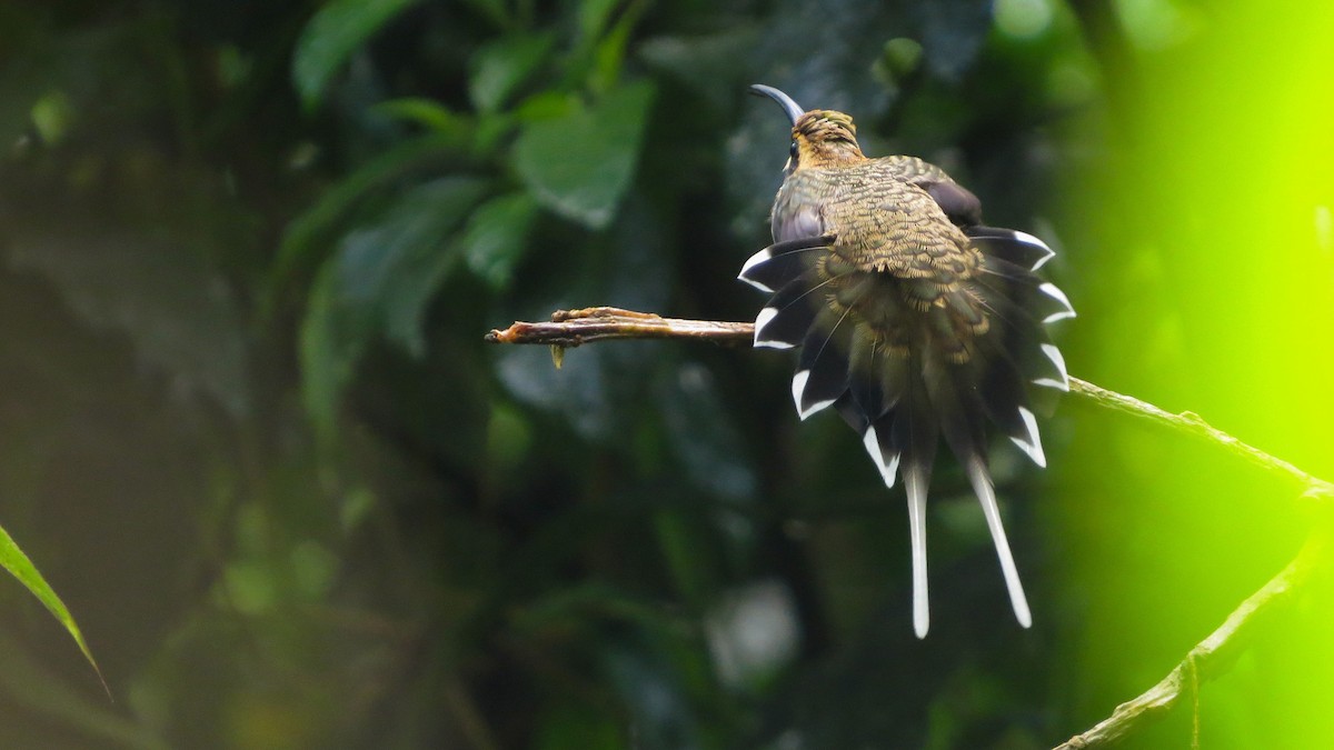 Scale-throated Hermit - ML168003111
