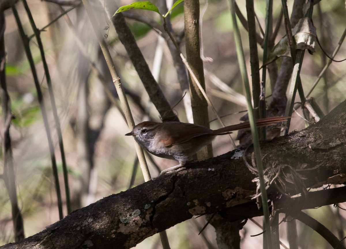 Sooty-fronted Spinetail - Santiago Imberti