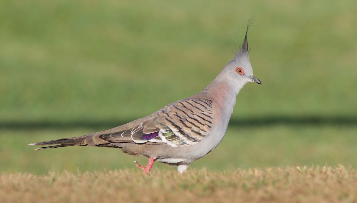 Crested Pigeon - ML168004181