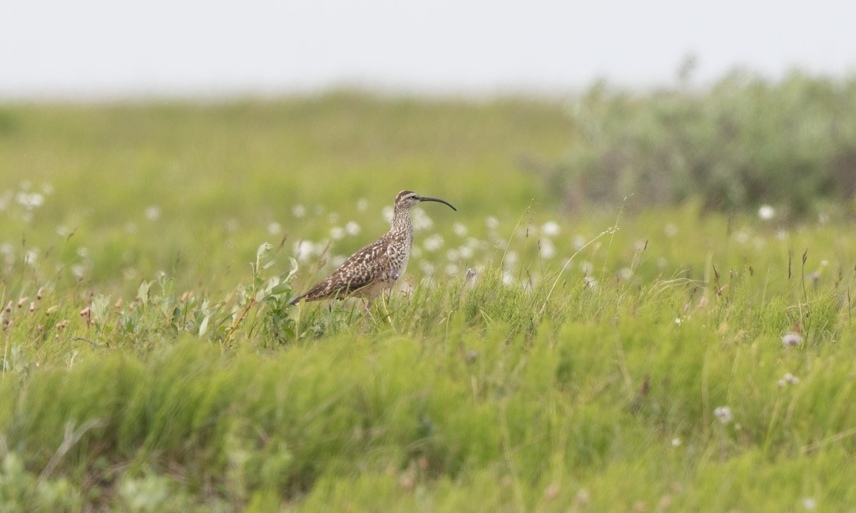 Bristle-thighed Curlew - ML168005571