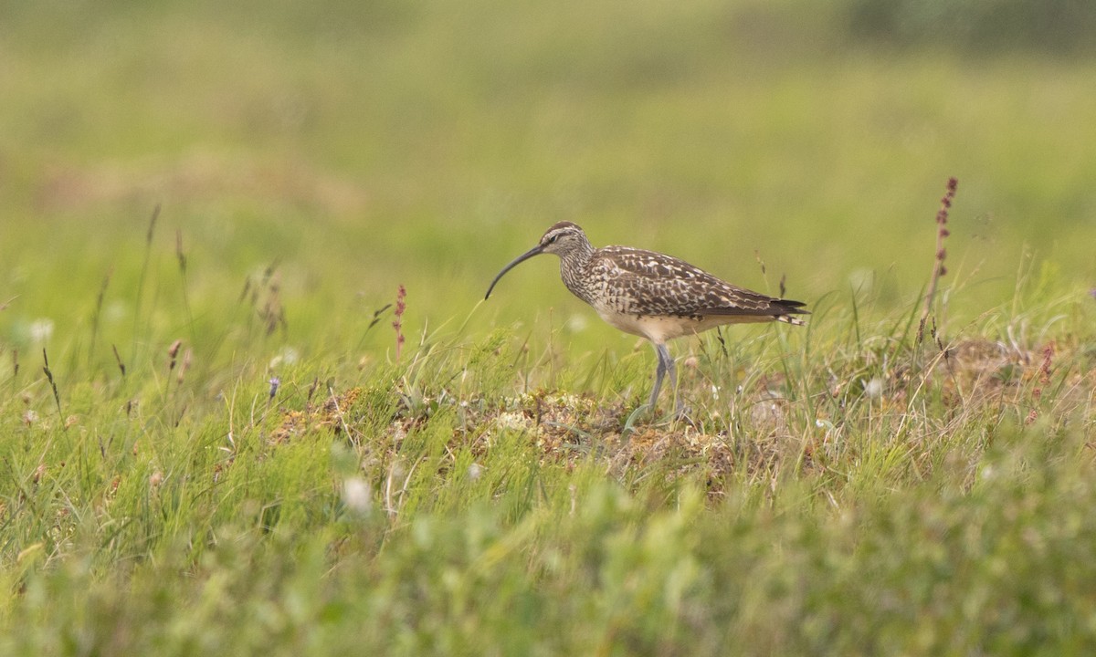 Bristle-thighed Curlew - ML168005581