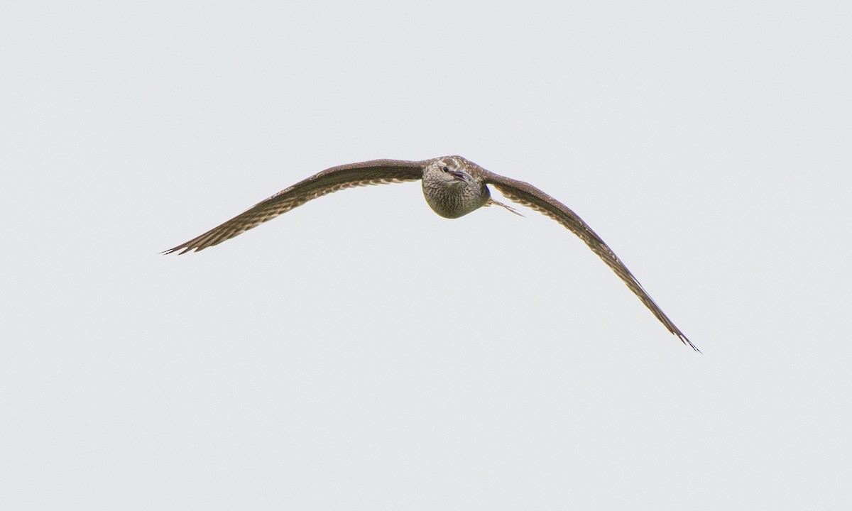 Bristle-thighed Curlew - ML168005611