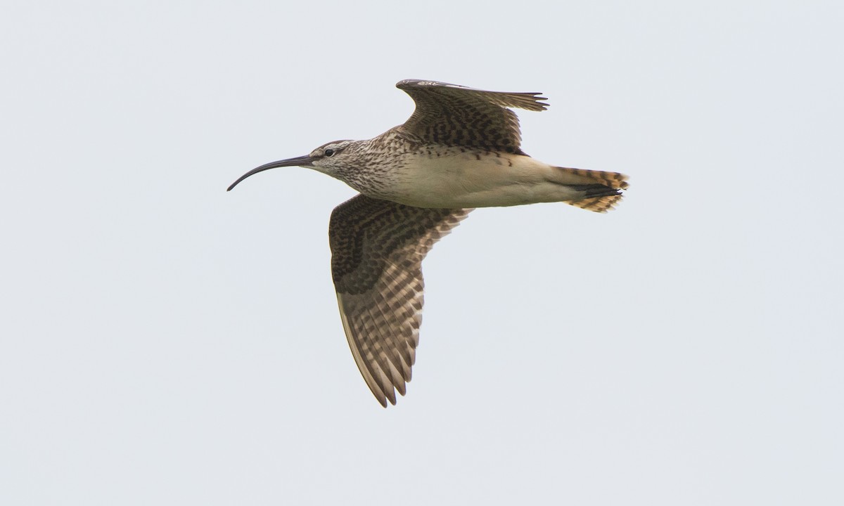 Bristle-thighed Curlew - ML168005631
