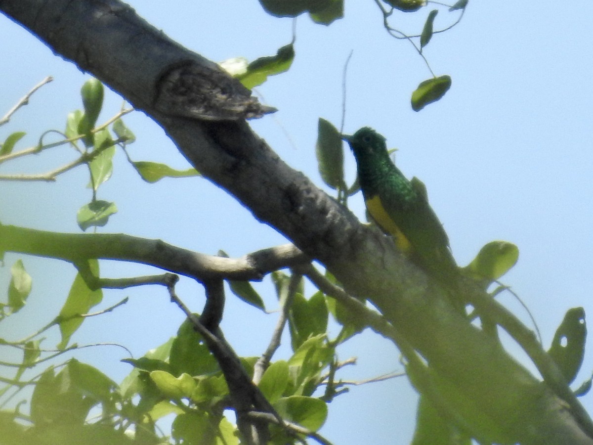 African Emerald Cuckoo - ML168006691