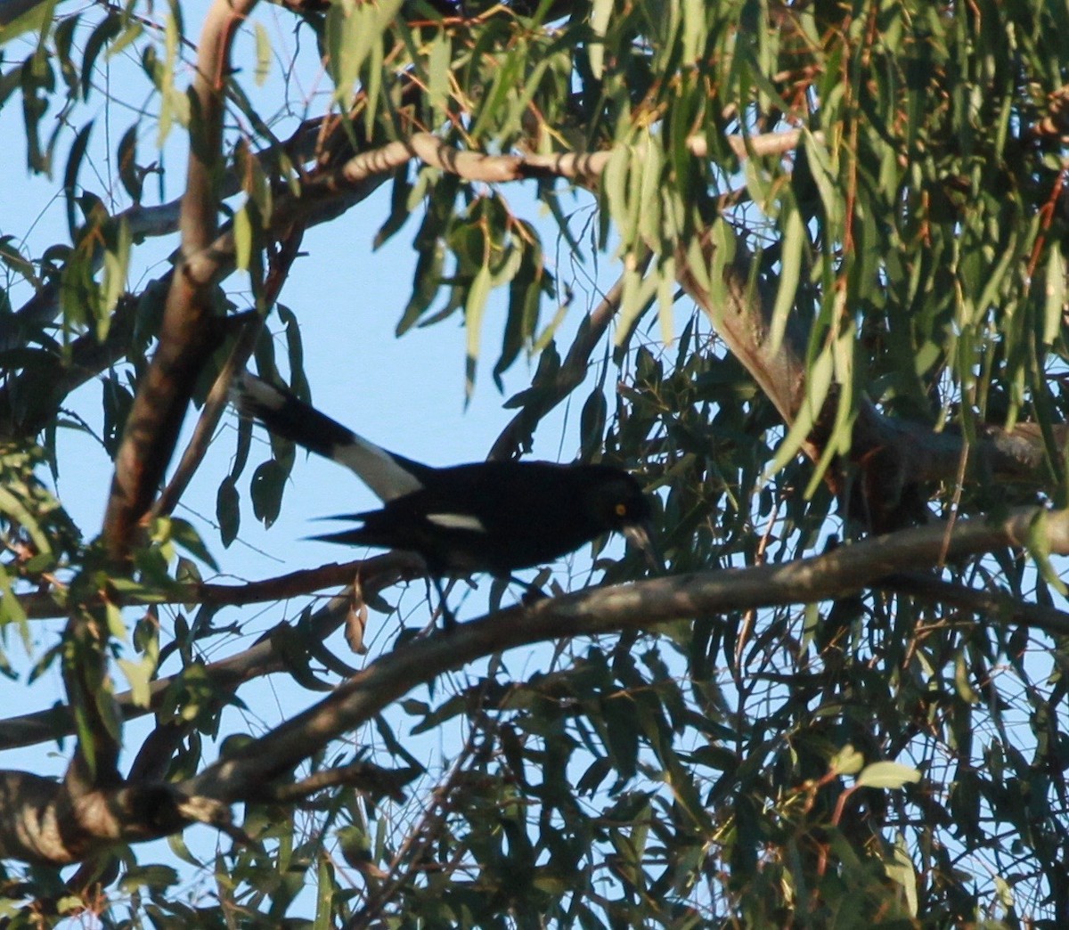 Pied Currawong - ML168006751