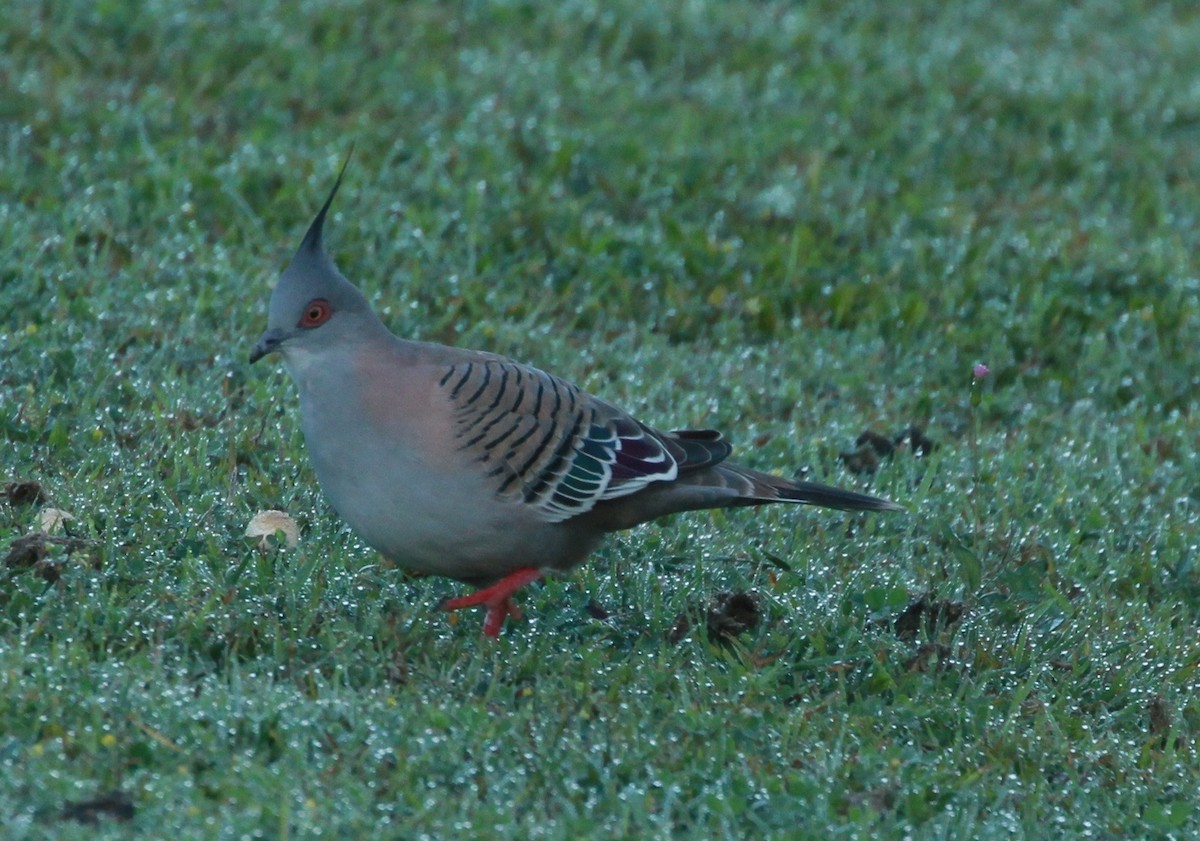 Crested Pigeon - ML168006811