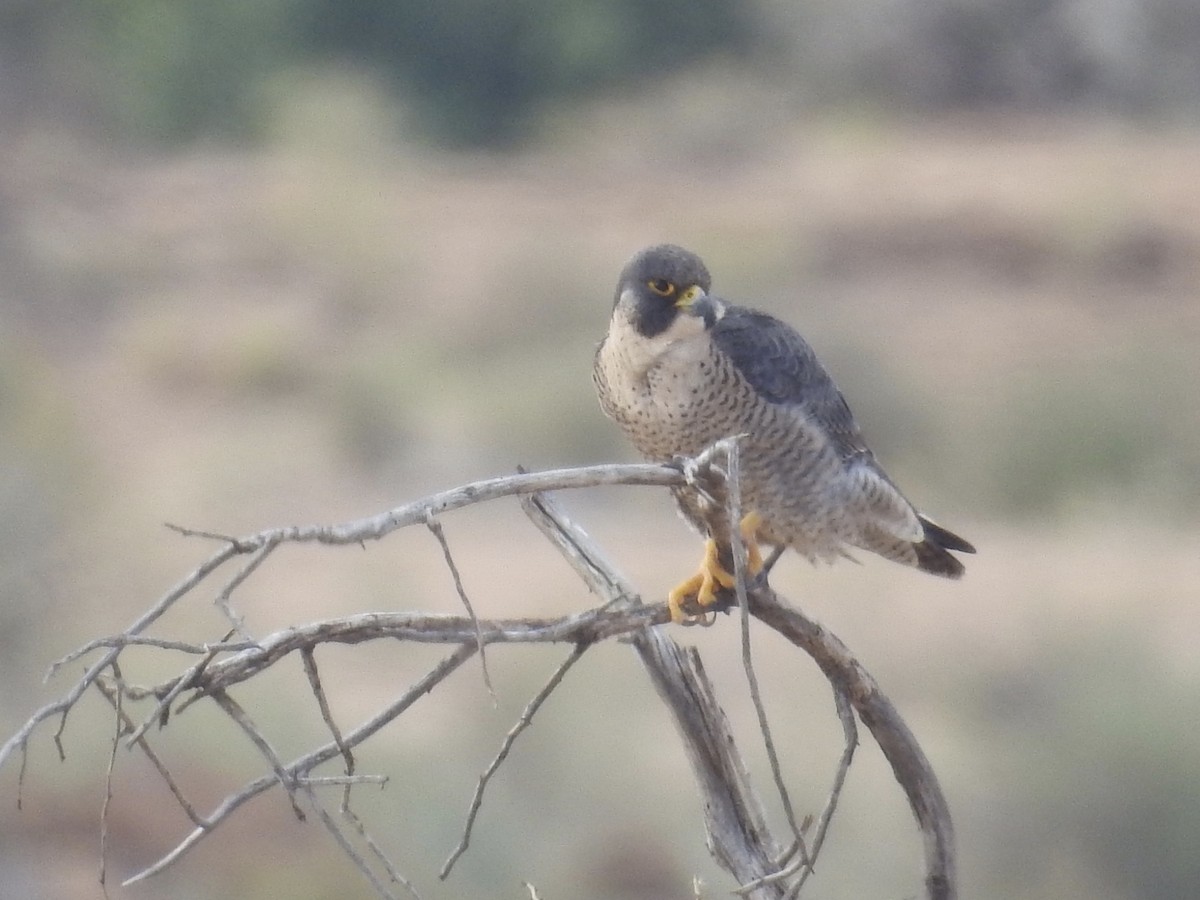 Peregrine Falcon (African) - Nick Hudson