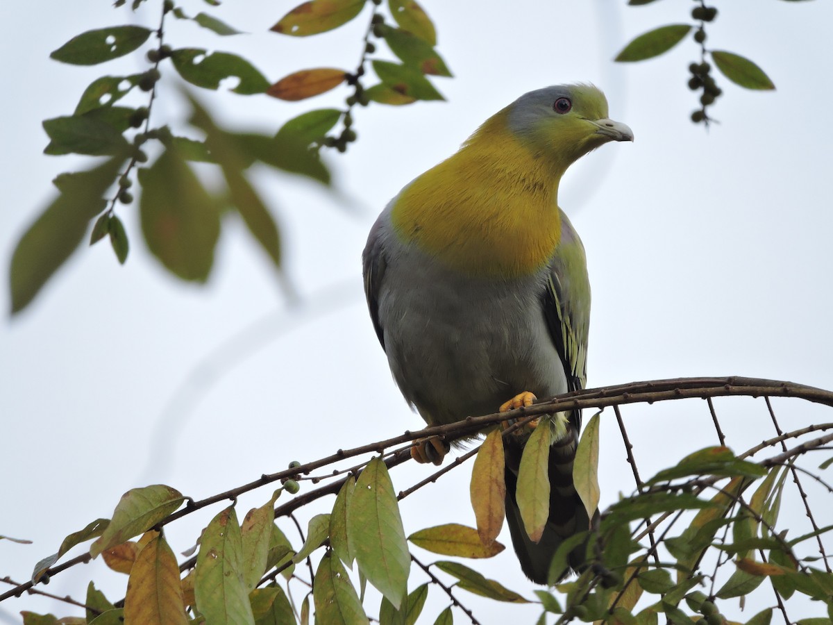 Yellow-footed Green-Pigeon - ML168008781