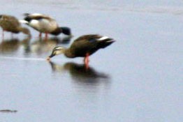 Eastern Spot-billed Duck - Franklin Haas