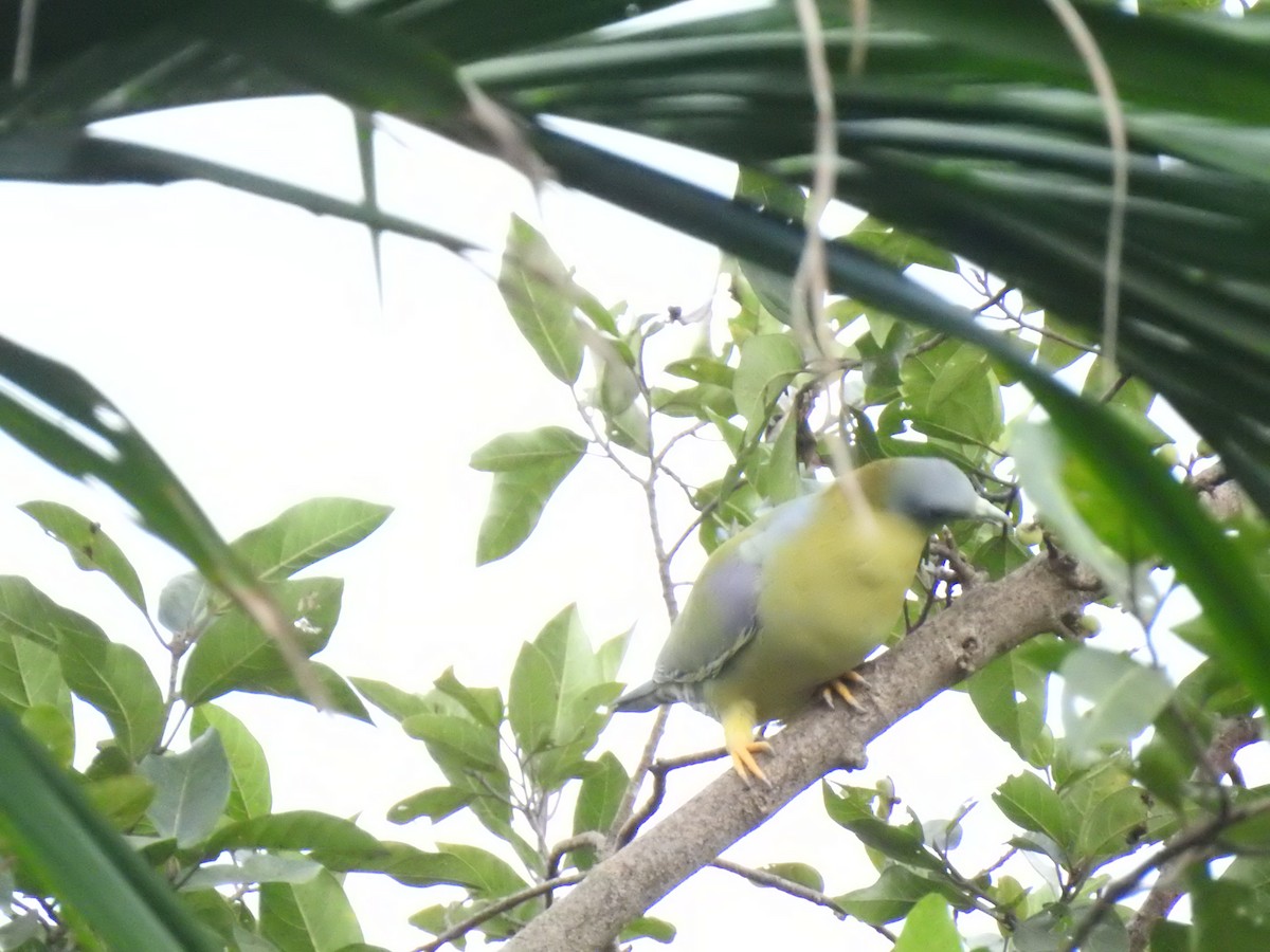 Yellow-footed Green-Pigeon - VISHNU K