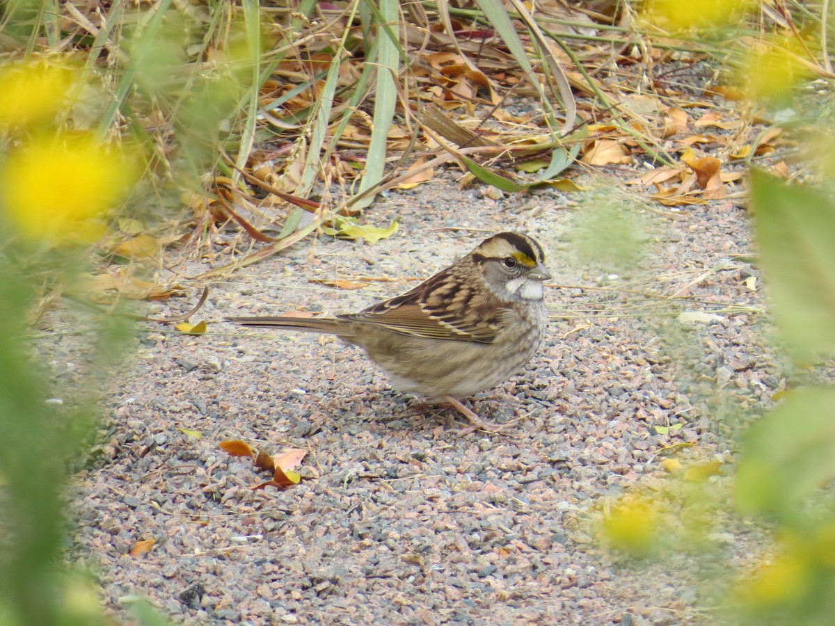 White-throated Sparrow - Myron Gerhard