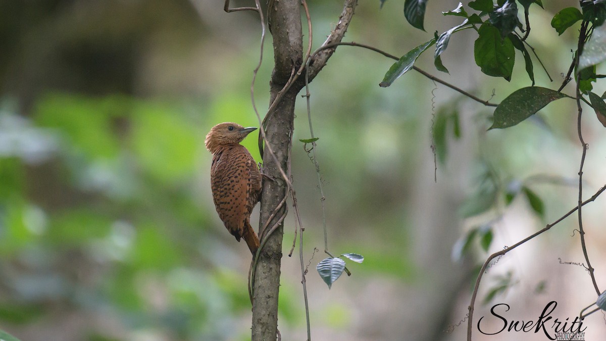 Rufous Woodpecker - Swekriti Poudel