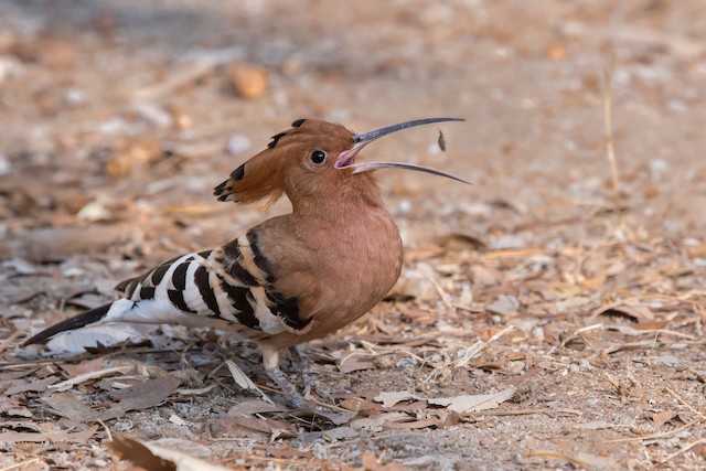 Adult (subspecies <em class="SciName notranslate">ceylonensis</em>). - Eurasian Hoopoe - 