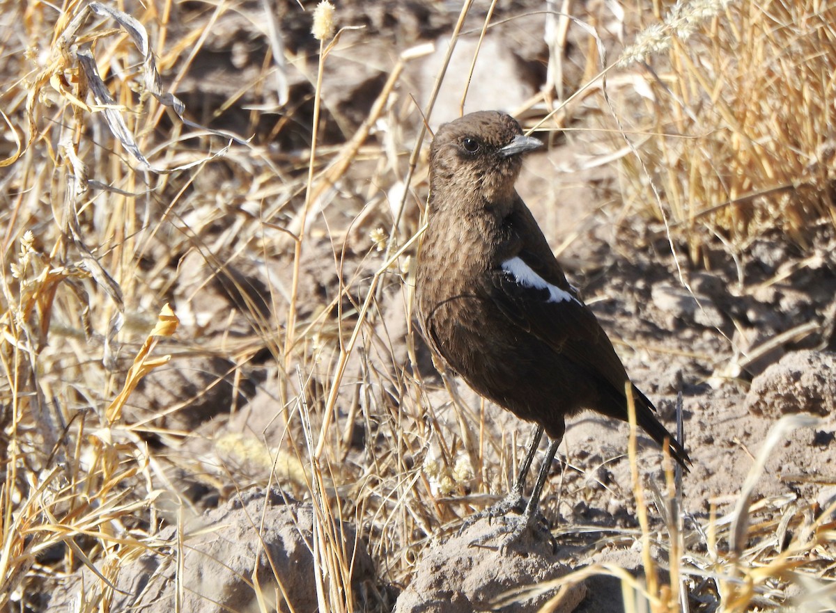 Southern Anteater-Chat - ML168020411