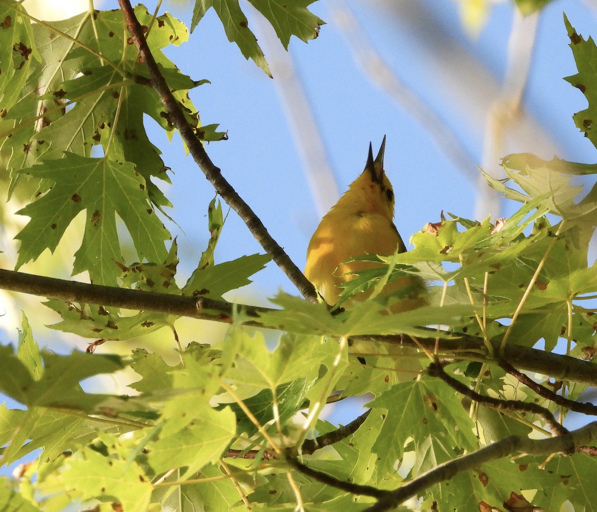 eBird Checklist - 13 Jul 2019 - Caesar Creek SP--Cedar Point Trails ...