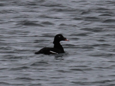 White-winged Scoter - Franklin Haas