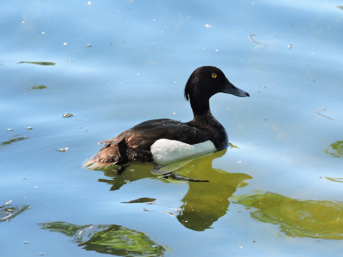 Tufted Duck - ML168022421