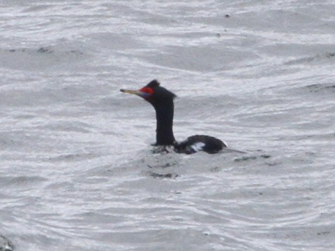 Red-faced Cormorant - Franklin Haas