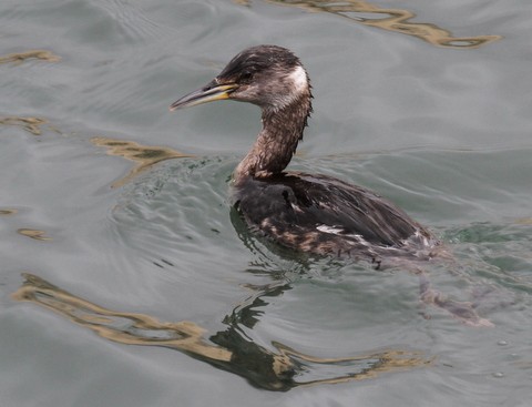 Red-necked Grebe - Franklin Haas