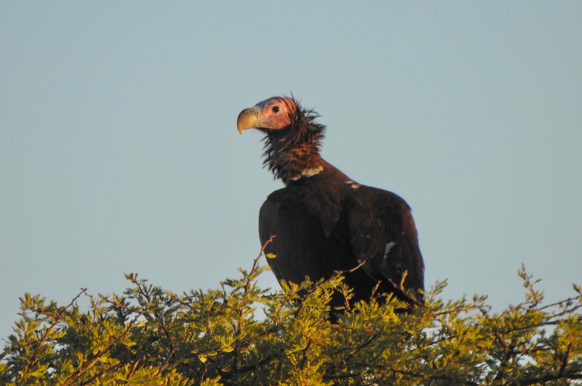 Lappet-faced Vulture - ML168025031