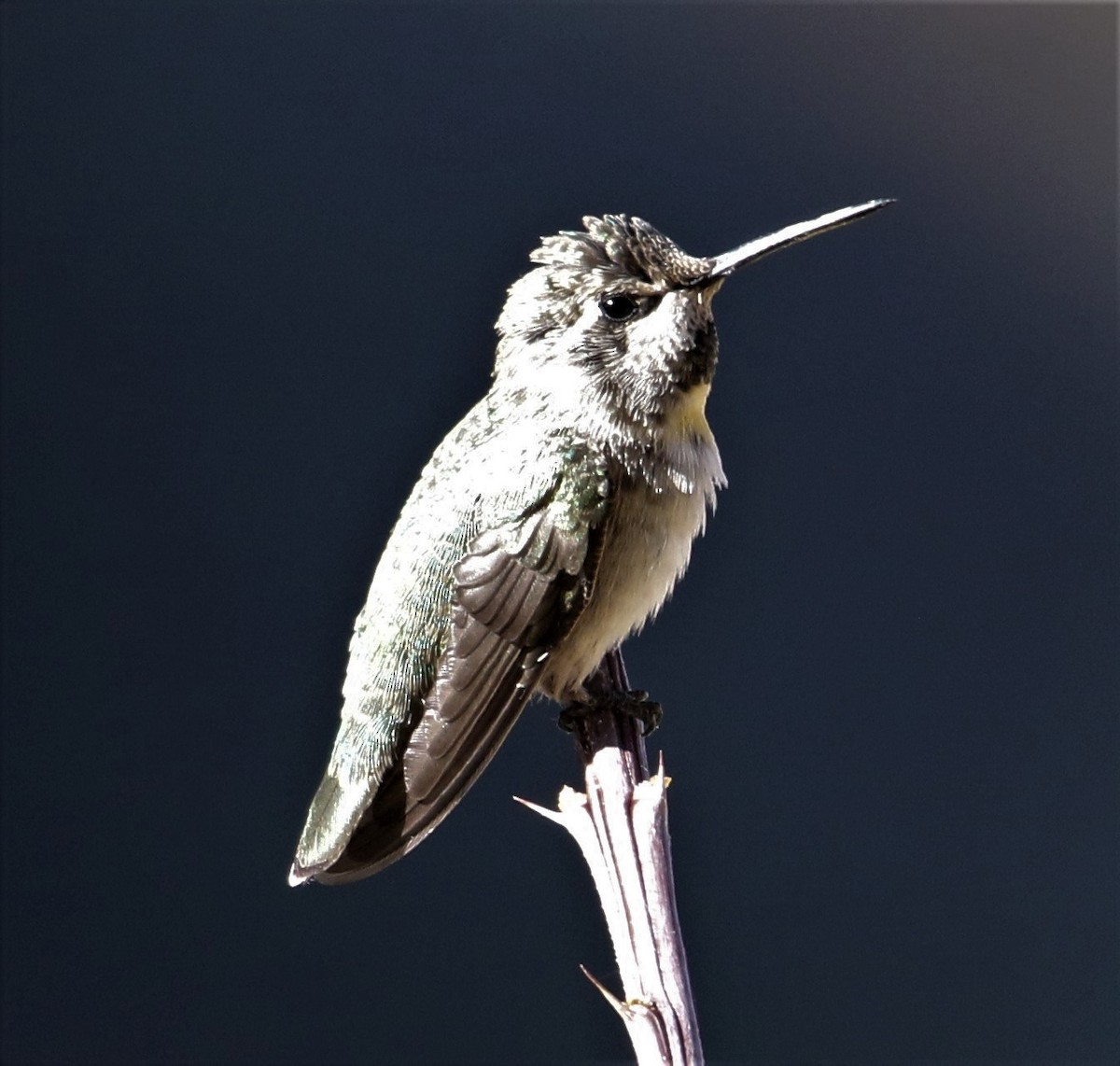 Costa's Hummingbird - ML168025841