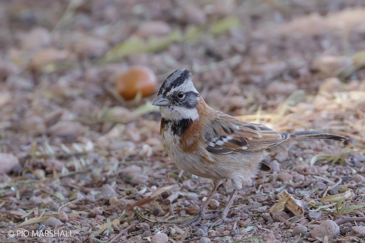 Rufous-collared Sparrow - ML168032531
