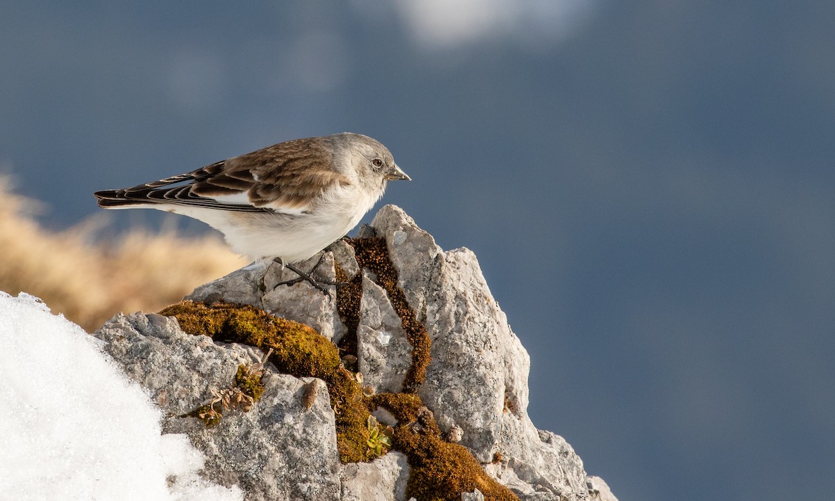 White-winged Snowfinch - ML168032891