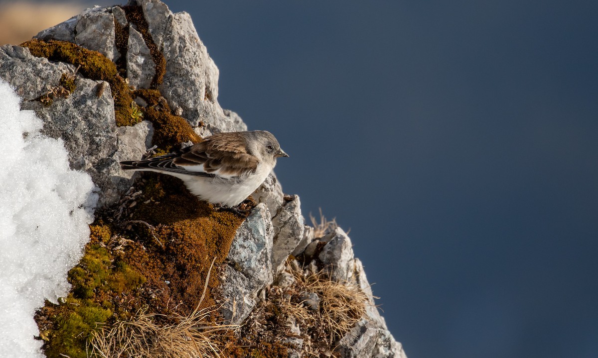 White-winged Snowfinch - Drew Weber