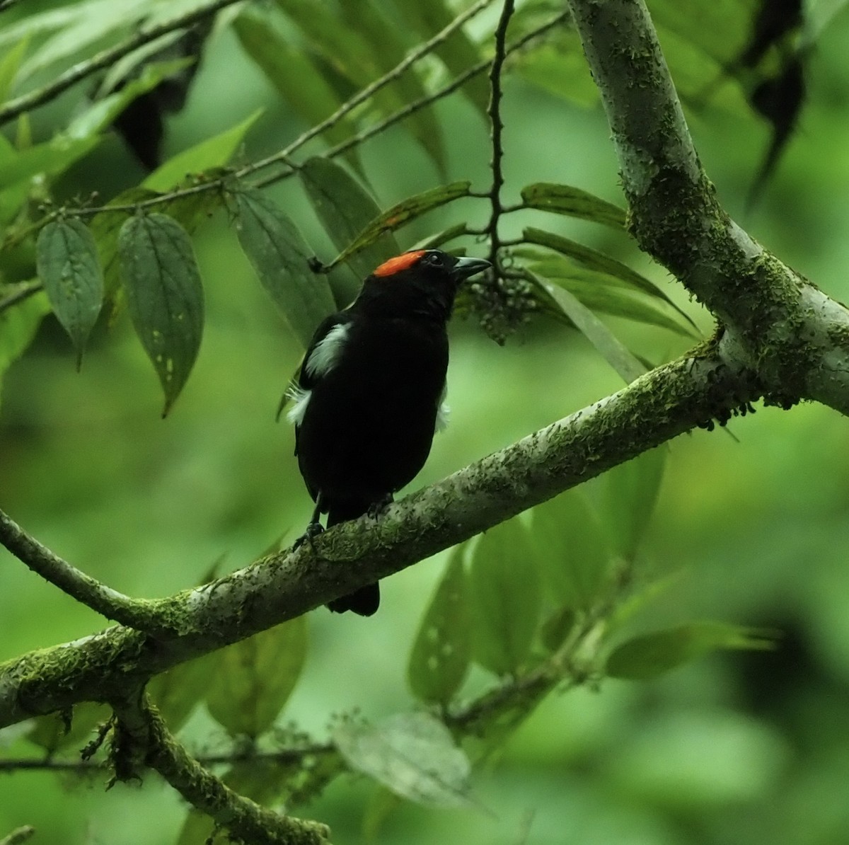 Scarlet-browed Tanager - ML168033381