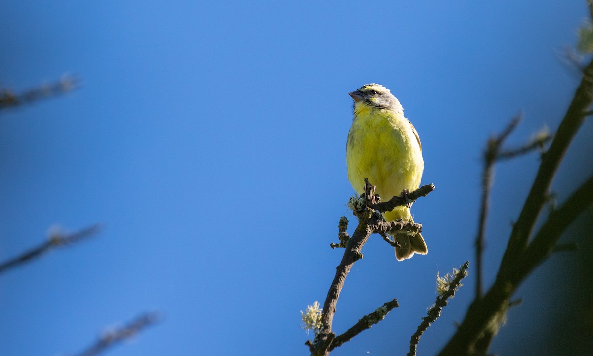 Yellow-fronted Canary - Drew Weber