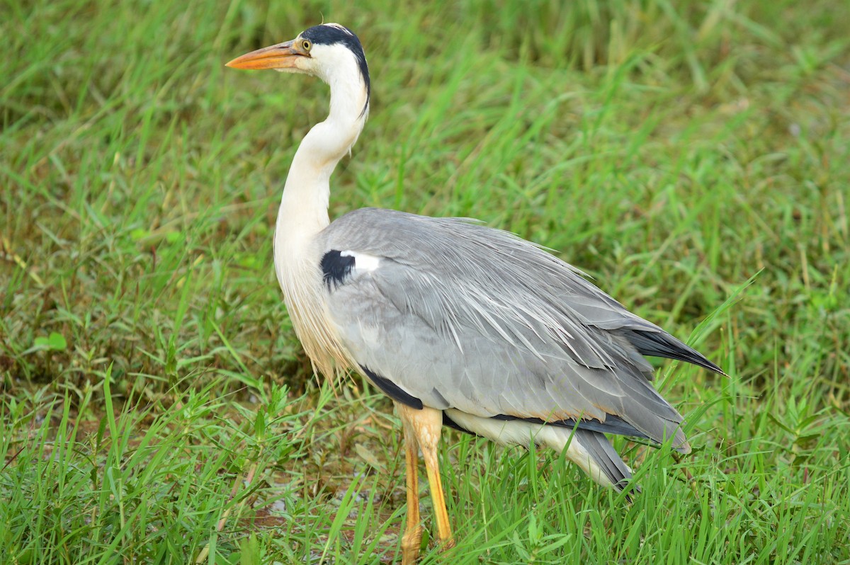 Gray Heron - Karthik Thrikkadeeri