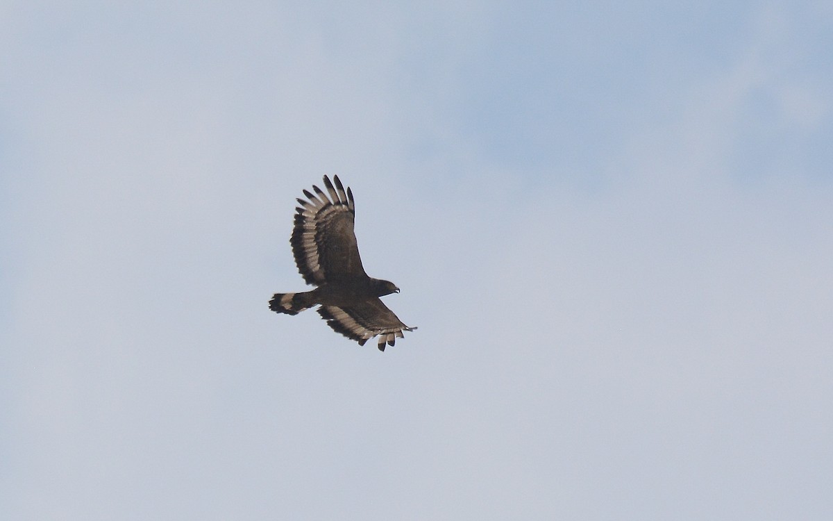 Crested Serpent-Eagle - ML168038081