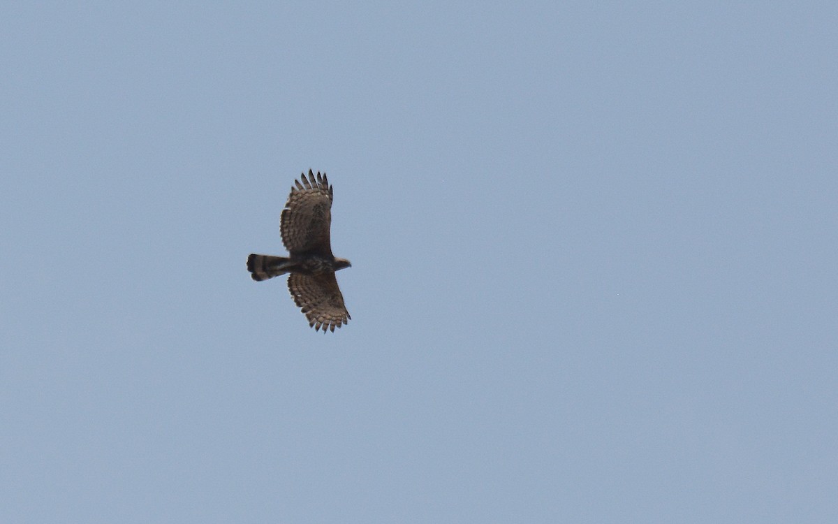 Changeable Hawk-Eagle (Crested) - ML168038171
