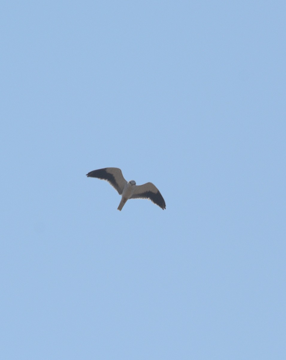 Black-winged Kite - ML168038391