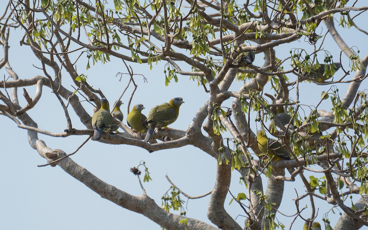 Yellow-footed Green-Pigeon - ML168038811