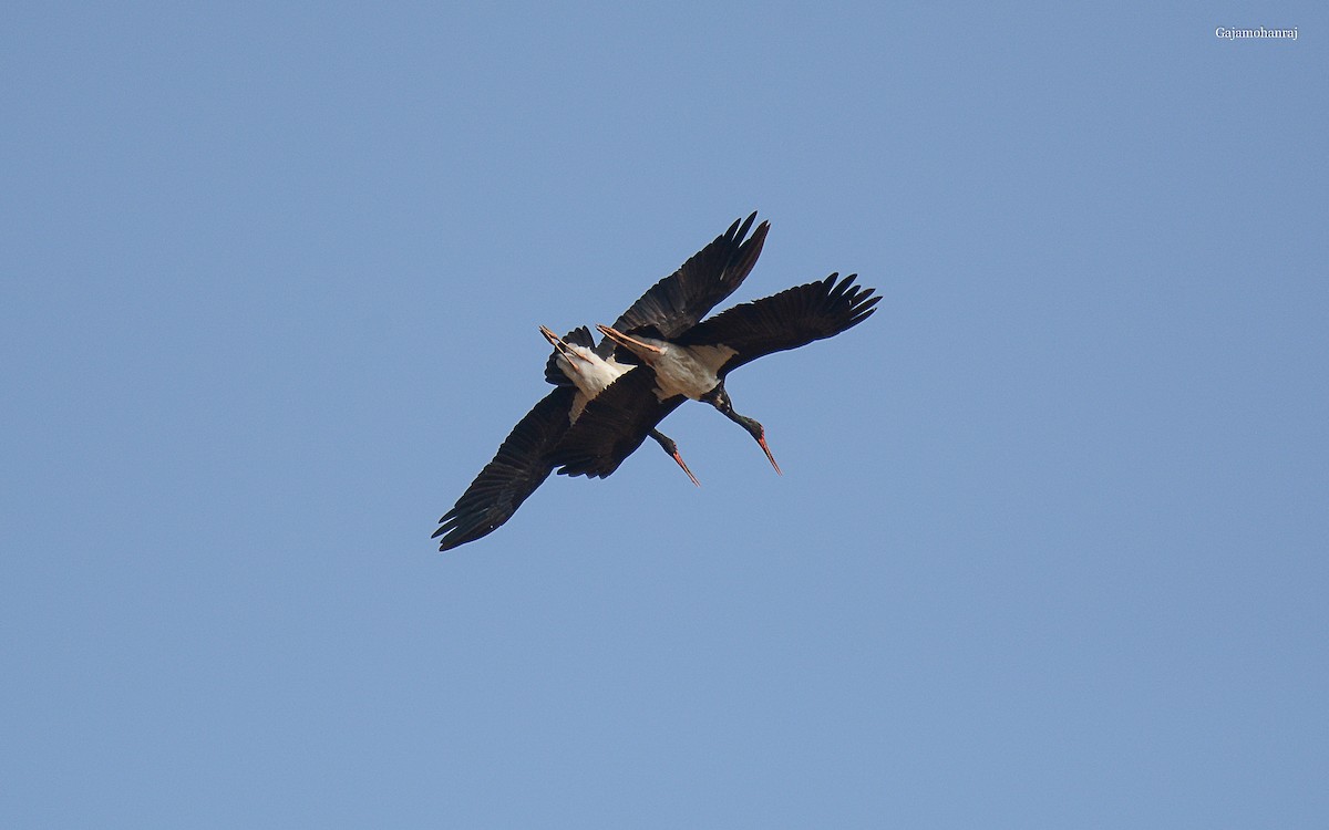 Black Stork - ML168039681