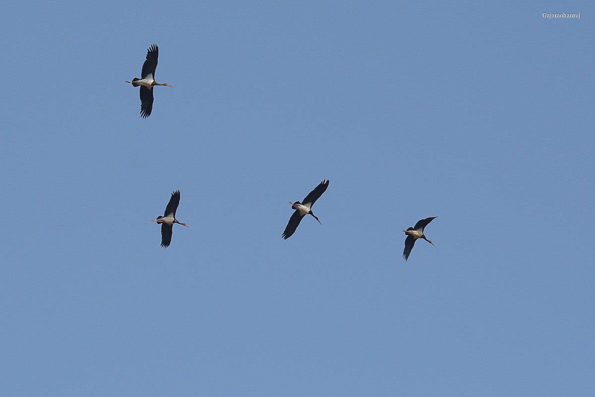 Black Stork - ML168040091