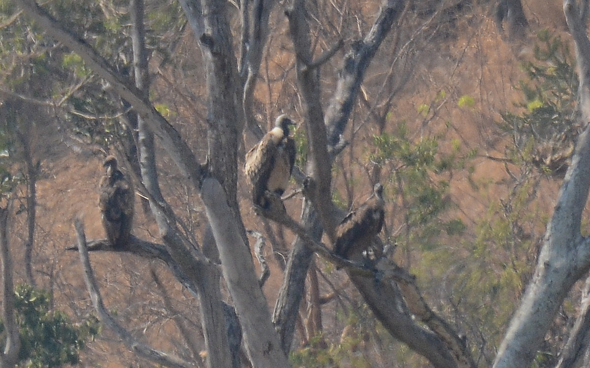 Indian Vulture - ML168042321