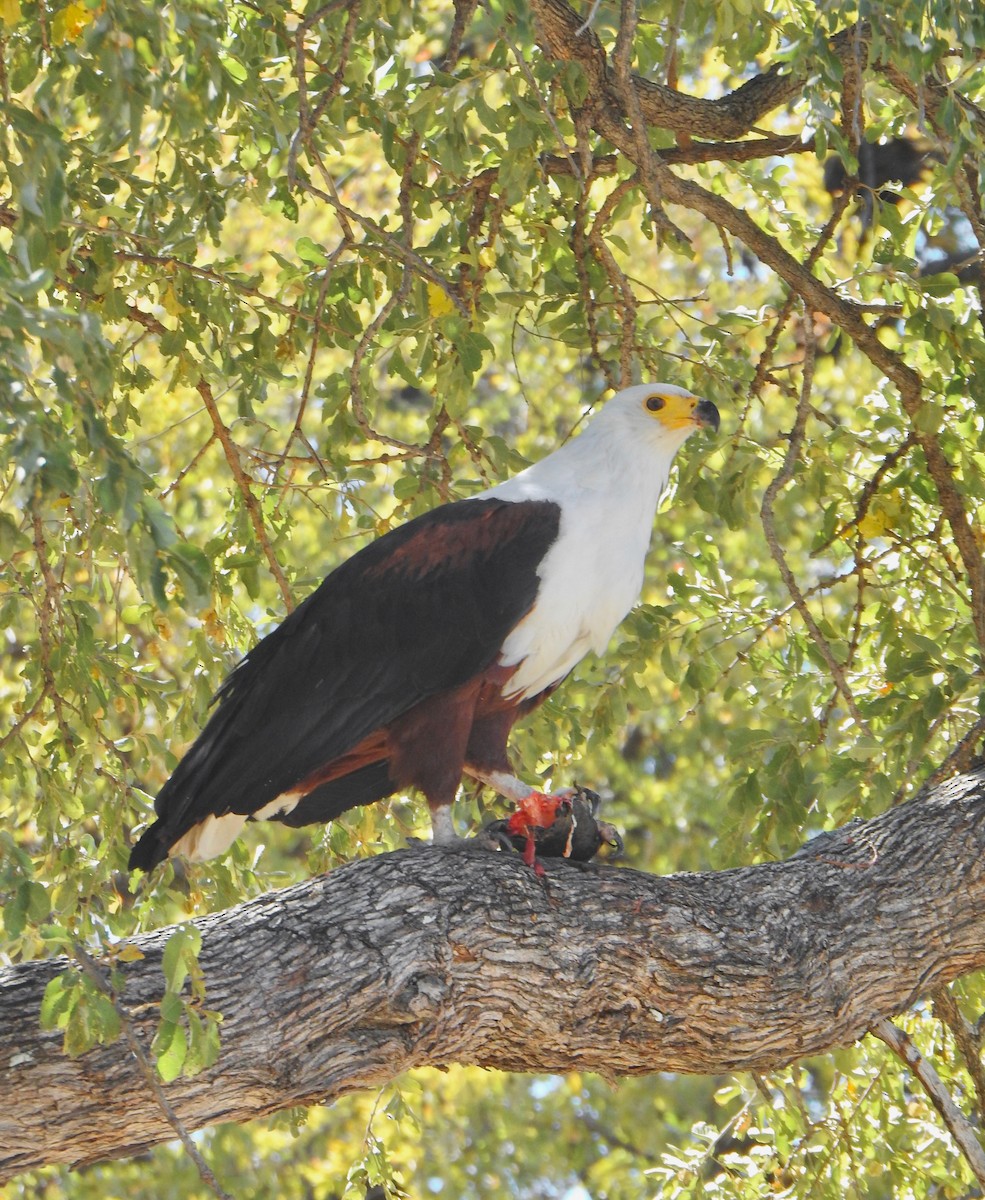 African Fish-Eagle - ML168044561