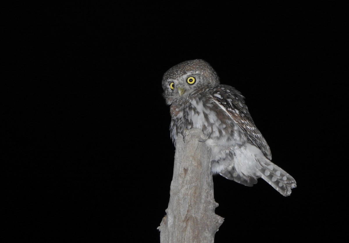 Pearl-spotted Owlet - ML168045151