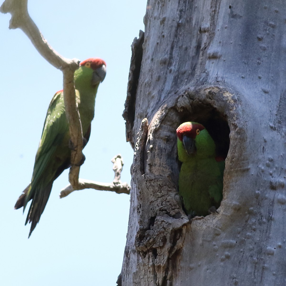 Thick-billed Parrot - ML168047221