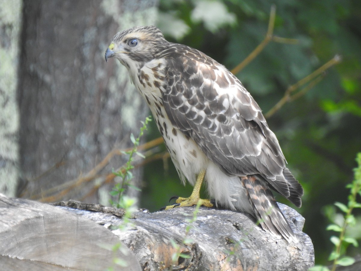 Red-shouldered x Red-tailed Hawk (hybrid) - ML168047771