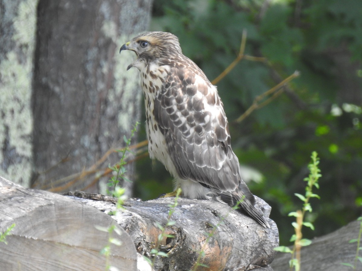 Red-shouldered x Red-tailed Hawk (hybrid) - ML168047961