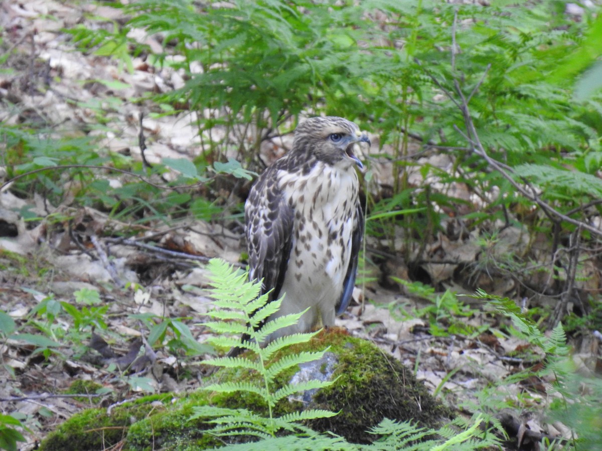 Red-shouldered x Red-tailed Hawk (hybrid) - ML168048071