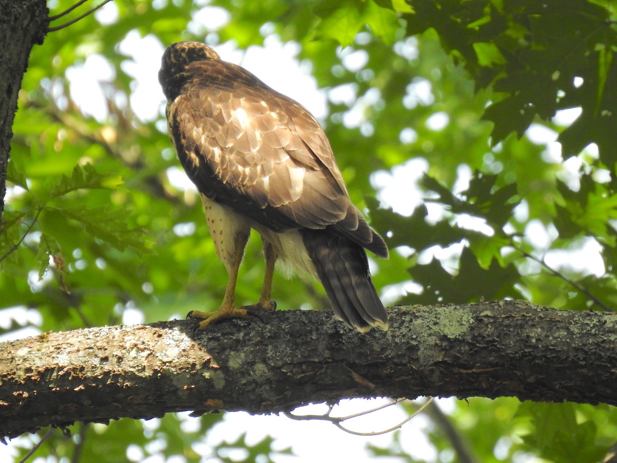 Red-shouldered x Red-tailed Hawk (hybrid) - ML168048221