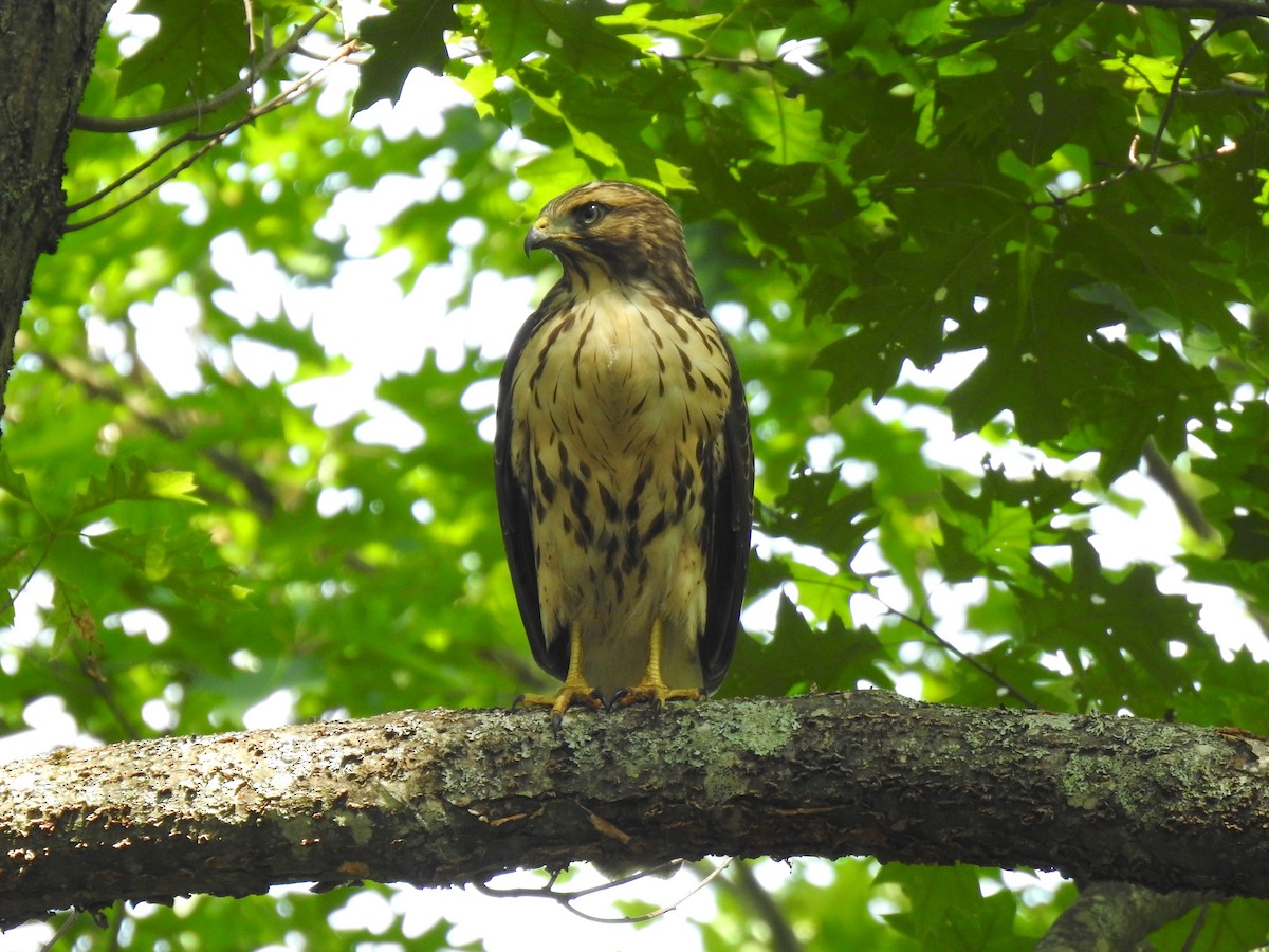 Red-shouldered x Red-tailed Hawk (hybrid) - ML168048261