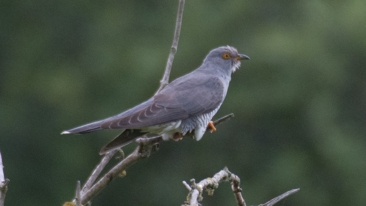 Common Cuckoo - Huseyin Keles