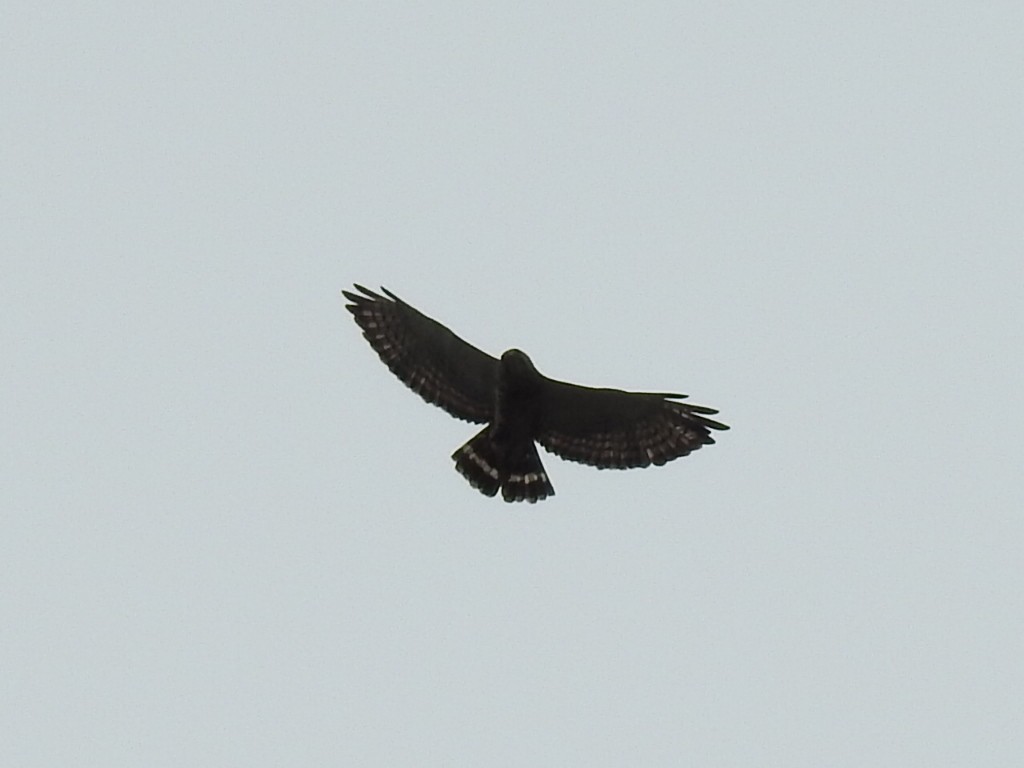 Broad-winged Hawk - ML168050151